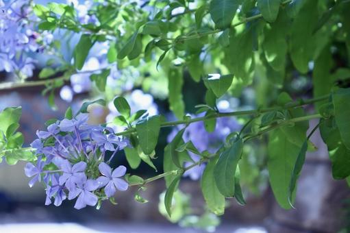 涼やかな青紫色のルリマツリの花 涼やかな青紫色のルリマツリの花の写真