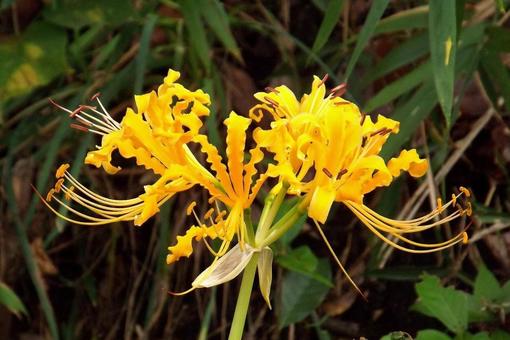 [Photo of cluster amaryllis] Scenery of cluster amaryllis blooming, JPG
