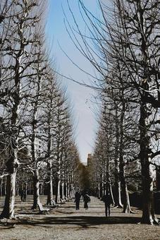 冬のポプラ並木 風景,冬,寒いの写真素材