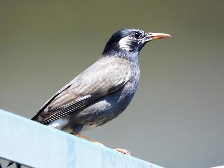 Starlings perched on a fence, JPG Starlings perched on a fence, JPG