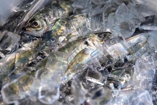 氷漬けにされた新鮮なアジ アジ,鯵,魚の写真素材