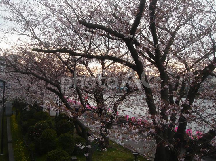 墨堤の千本桜と薄暮の隅田川 さくら,桜,サクラの写真素材