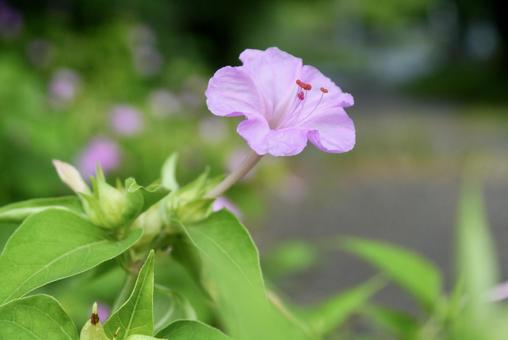 オシロイバナ オシロイバナ,ピンクの花,植物の写真素材