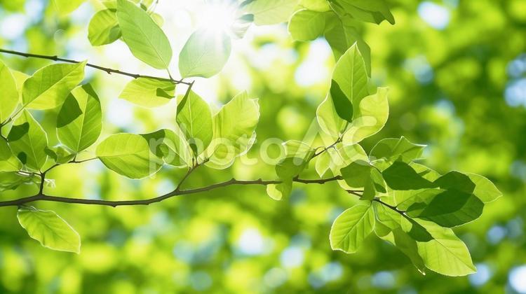 初夏の新緑葉の木洩れ日　美しい光 新緑,木洩れ日,木漏れ日の写真素材