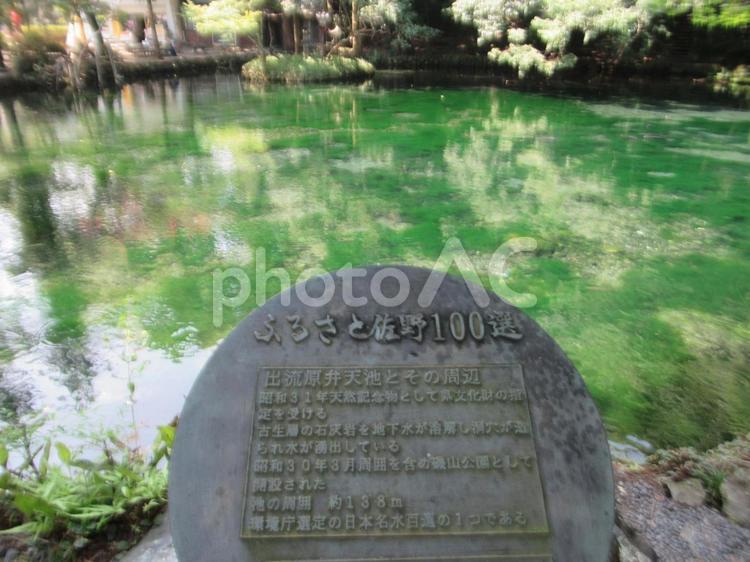 関東のモネの池と呼ばれる出流原弁天池 出流原弁天池,名水百選,天然記念物の写真素材
