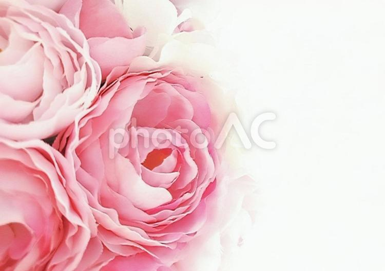 ふんわりピンクのお花の背景 背景,ピンク,花の写真素材