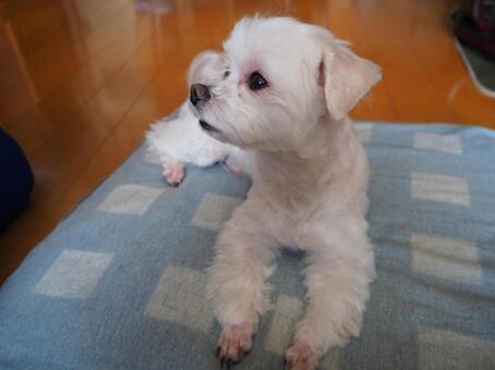 目線の先に何があるの？ 犬,動物,マルチーズの写真素材