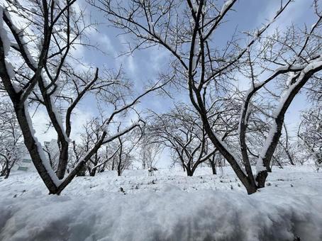 雪と空と木々 雪と空と木々の写真