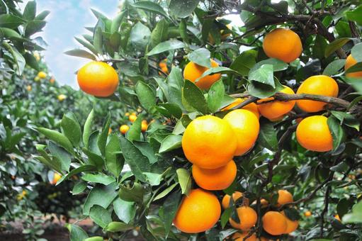 木の枝のみかん1 みかん,果物,畑の写真素材