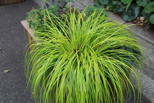 日比谷公園 秋,風景,木の写真素材