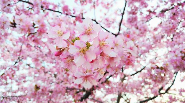 Photo, sightseeing, izu, natural, 
