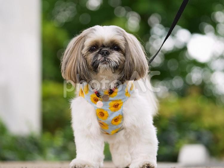 シーズーのポートレート 犬,シーズー,可愛い犬の写真素材