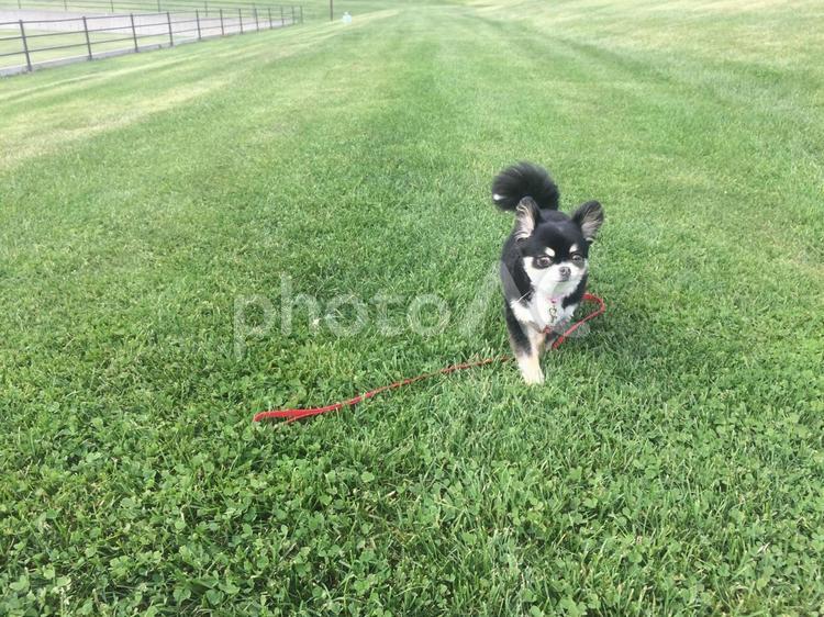 爽やかな高原  おすまし顔の犬 犬,チワワ,ブラックタンの写真素材