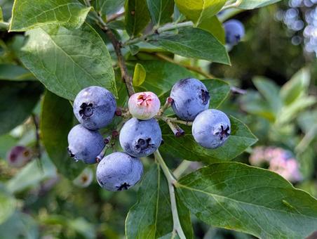 blueberry blueberry blueberry,ブルーベリー,ベリーの写真素材