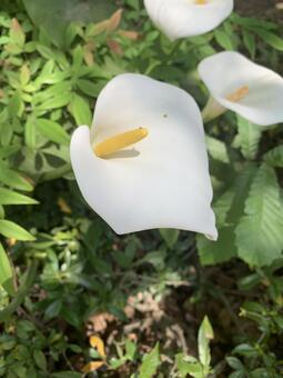 花 花の写真