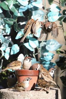 すずめ餌場群れの写真