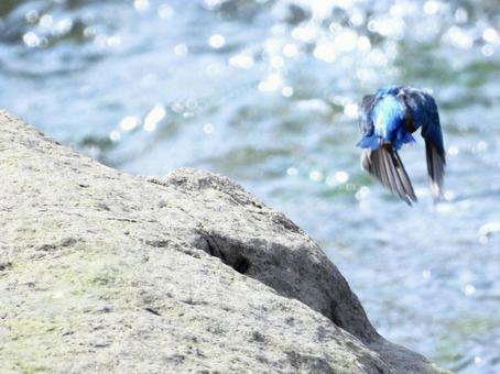 魚を狙い飛び込むカワセミ 魚を狙い飛び込むカワセミの写真