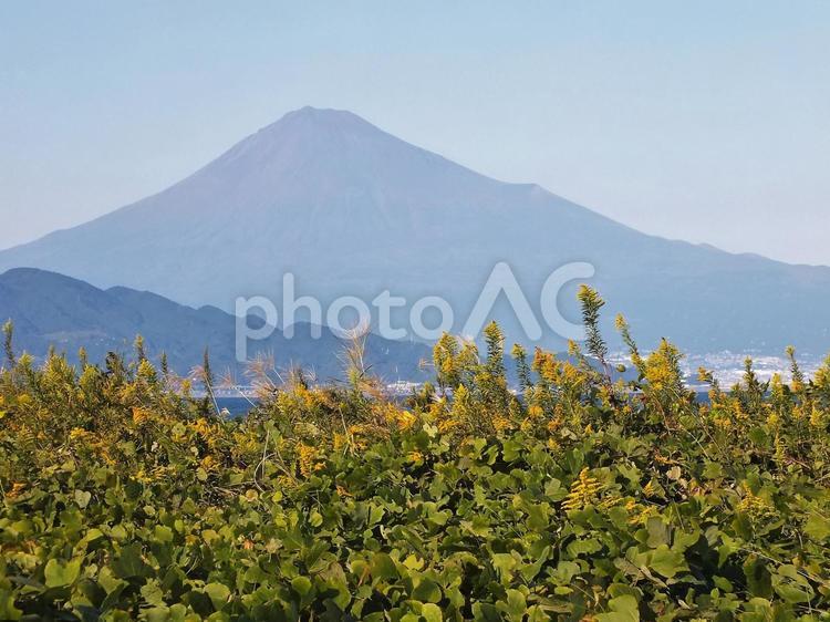 セイタカアワダチソウと青い富士山 富士山,セイタカアワダチソウ,雑草の写真素材