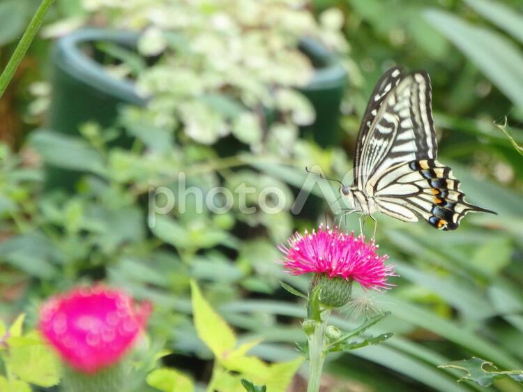アザミとアゲハチョウ アゲハチョウ,蝶々,昆虫の写真素材