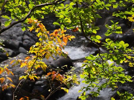 清流の写真