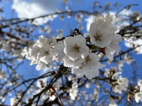 cherry blossoms, JPG cherry blossoms, JPG