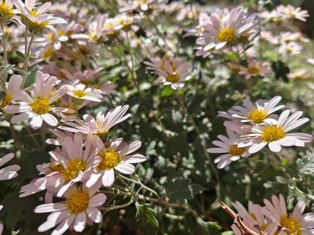 野菊 小さい,たくさん,かわいいの写真素材