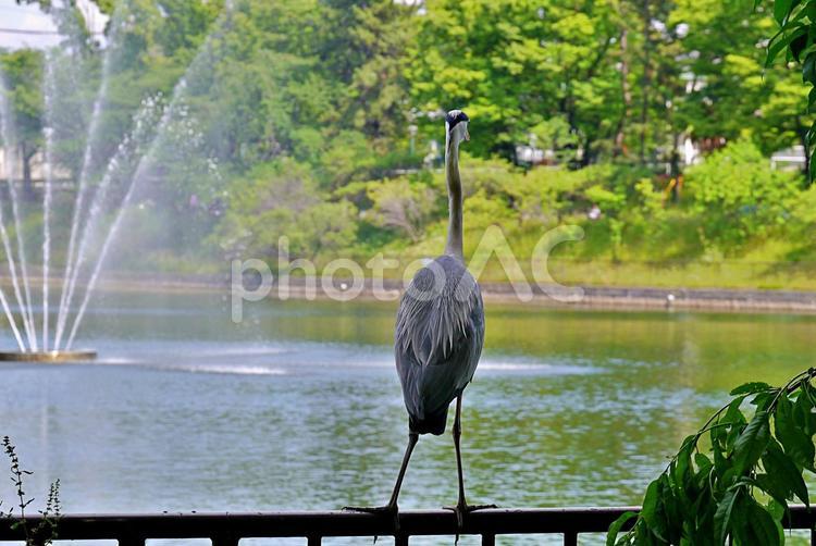 欄干に佇むアオサギ アオサギ,青鷺,野鳥の写真素材