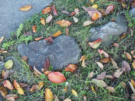 落ち葉と石 落ち葉,広場,秋の写真素材