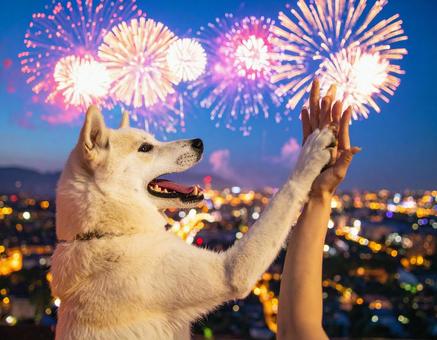 花火と犬 花火と犬の写真