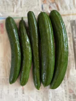 夏野菜 きゅうり 夏野菜 きゅうりの写真
