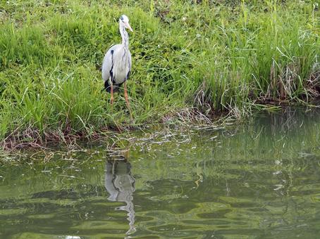 Photo, wild bird, heron, saki, 