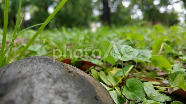 雨上がりの草むら 雨上がり,水滴,草の写真素材