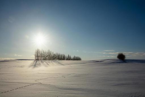 夕暮れの雪原と林 夕暮れの雪原と林の写真