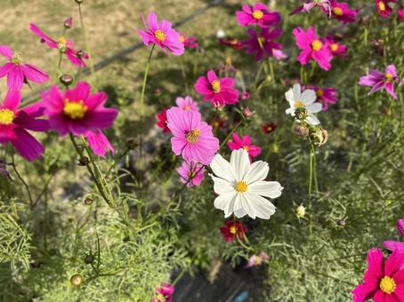 Cosmos field, JPG