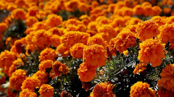 【花の写真】マリーゴールド マリーゴールド,11月,本庄市の写真素材