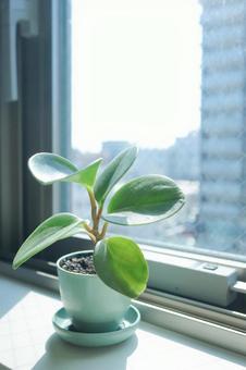 窓辺の小さなペペロミア 窓辺の小さなペペロミア 観葉植物,グリーン,植物の写真素材
