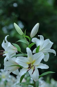 A flower that symbolizes chastity, JPG A flower that symbolizes chastity, lírios, lírio, flor, JPG