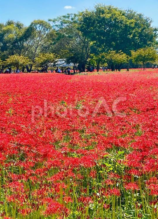 秋・お彼岸・ヒガンバナの群生地 彼岸花,ヒガンバナ,曼殊沙華の写真素材
