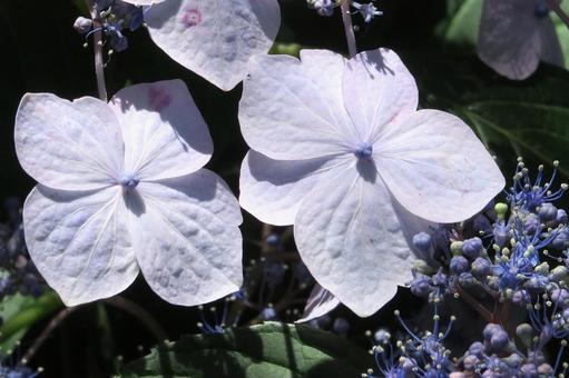 Photo, hydrangea, landscape, the scenery, 