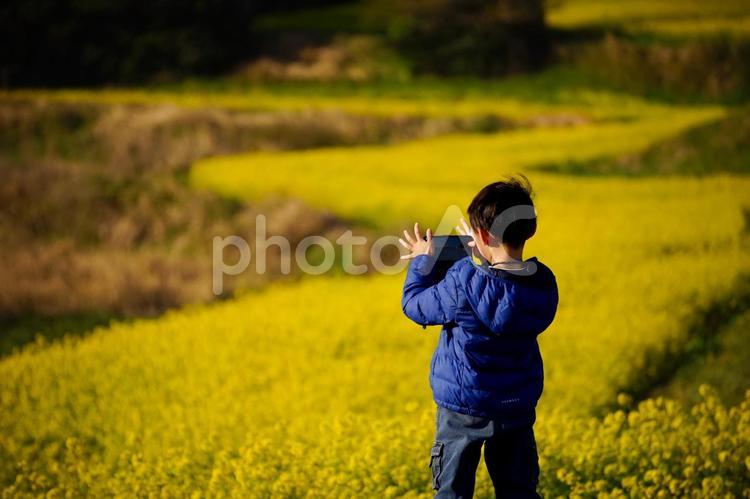 ★＜花と人物＞菜の花をスマホ撮影する少年 子供,菜の花,小学生の写真素材