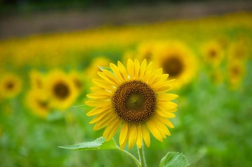 さわやかに咲くひまわりの花 さわやかに咲くひまわりの花 ひまわり,向日葵,花の写真素材
