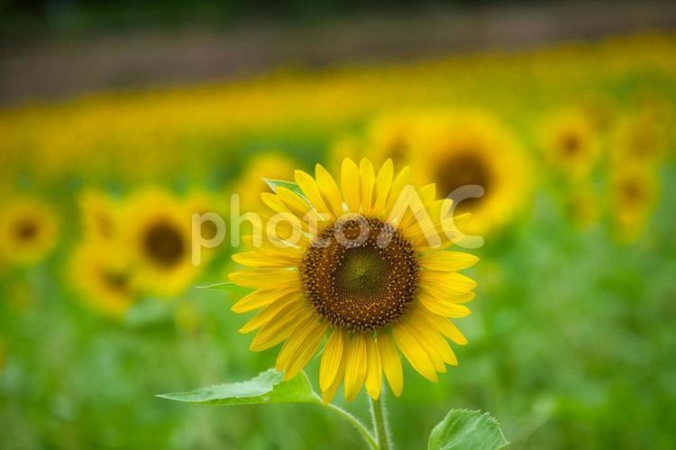 さわやかに咲くひまわりの花 ひまわり,向日葵,花の写真素材