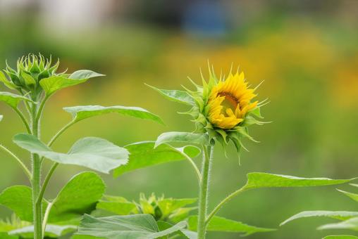 初夏の草花 初夏の草花の写真