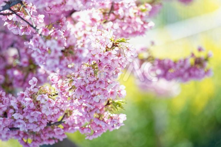 桜咲く春の訪れ 桜,桜祭り,お花見の写真素材