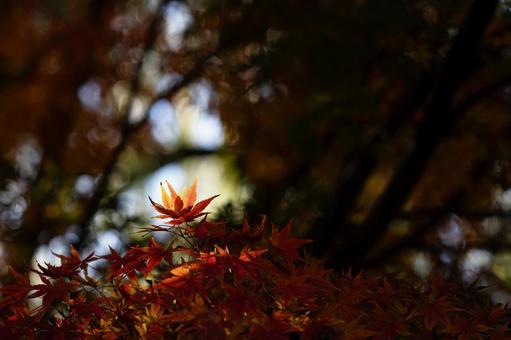 紅葉 紅葉,モミジ,葉の写真素材