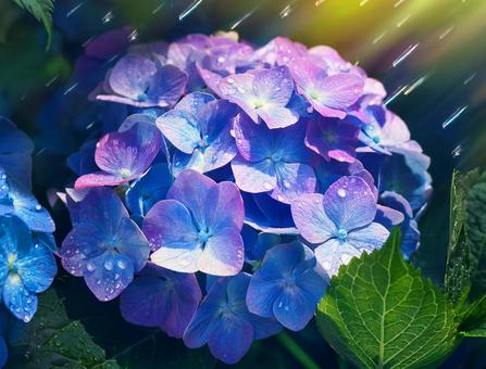 雨上がりのアジサイ 雨上がりのアジサイの写真