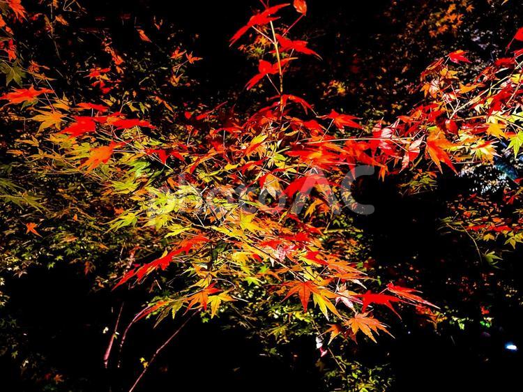 夜の北野天満宮の紅葉 夜,紅葉,北野天満宮の写真素材