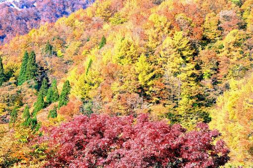 山の秋の紅葉 紅葉,秋,山の写真素材