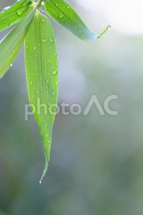 タケの葉　雨上がり 竹,竹林,竹藪の写真素材