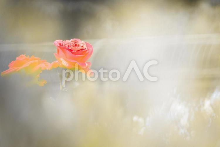 薔薇の主張 バラ,背景,幻想的の写真素材